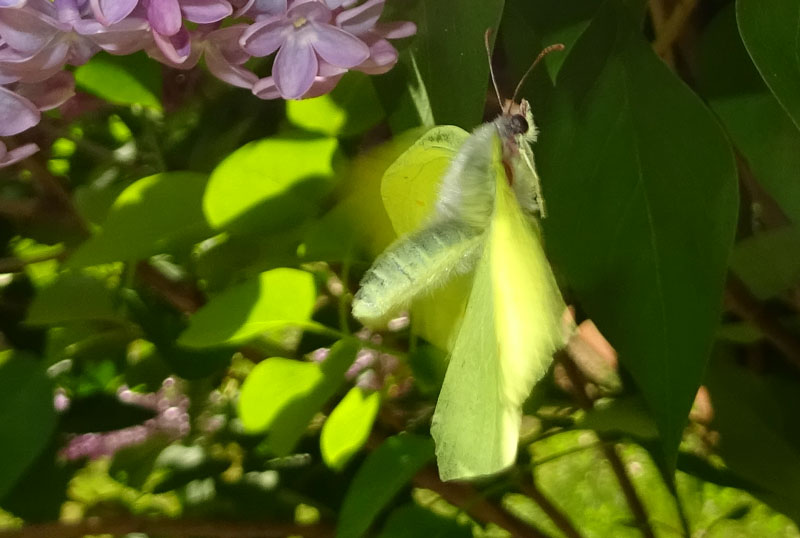 tentativo accoppiamento....Gonepteryx rahmni